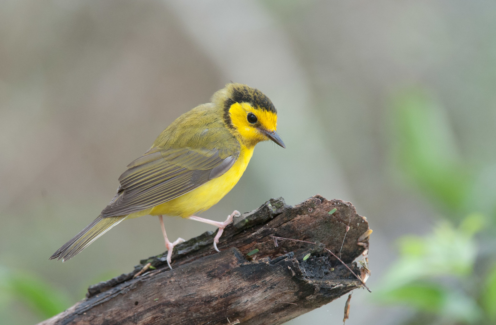 Hooded Warbler Female