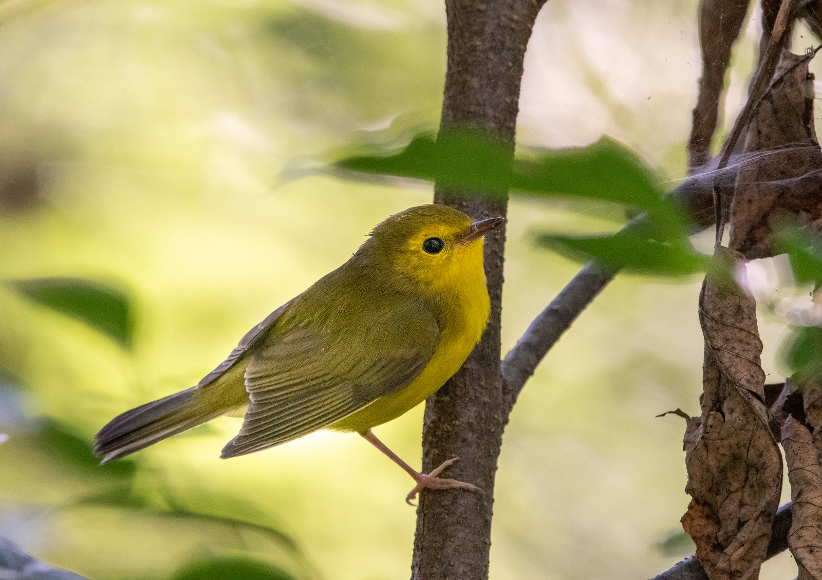 Hooded Warbler Female