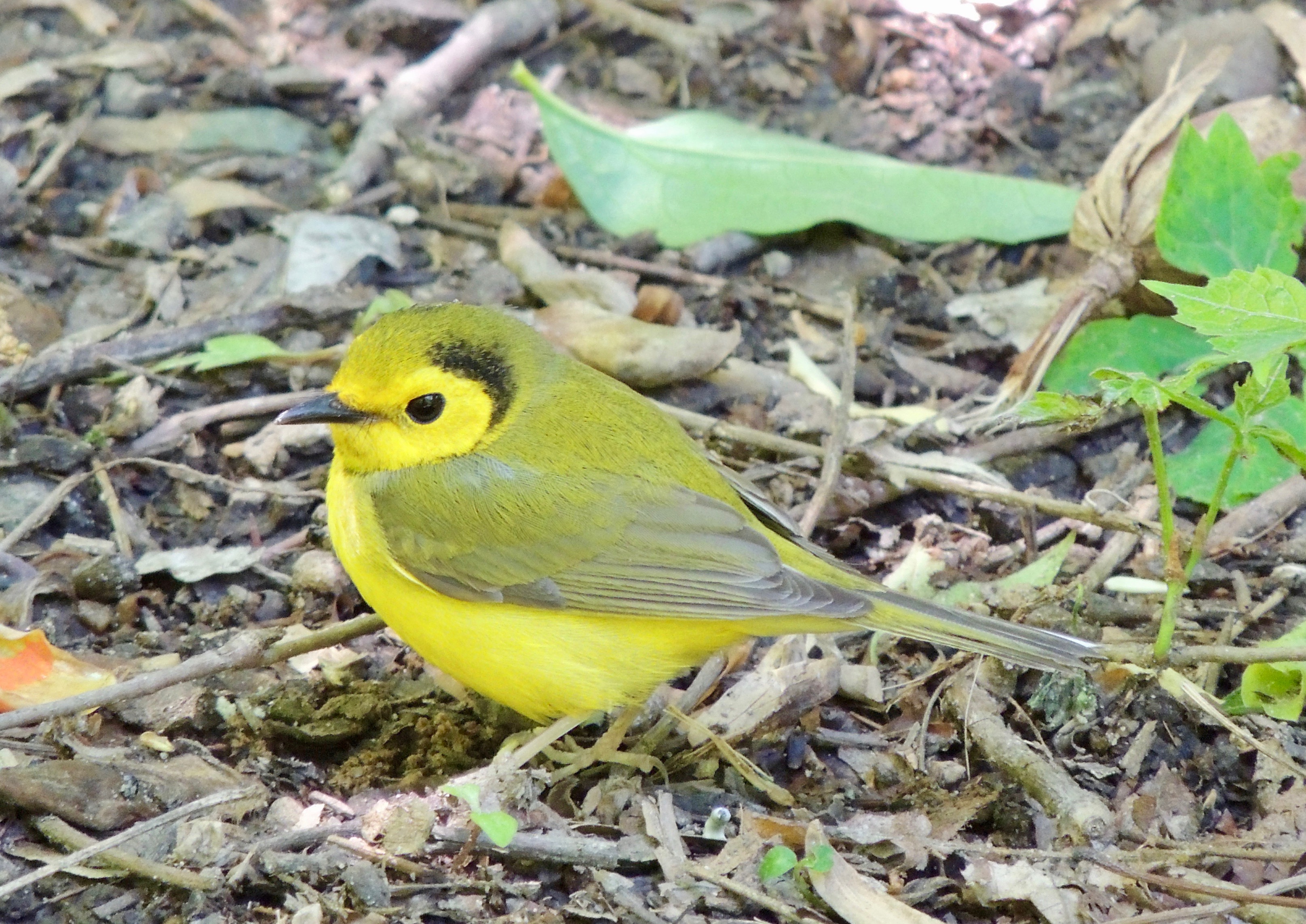 Hooded Warbler Female