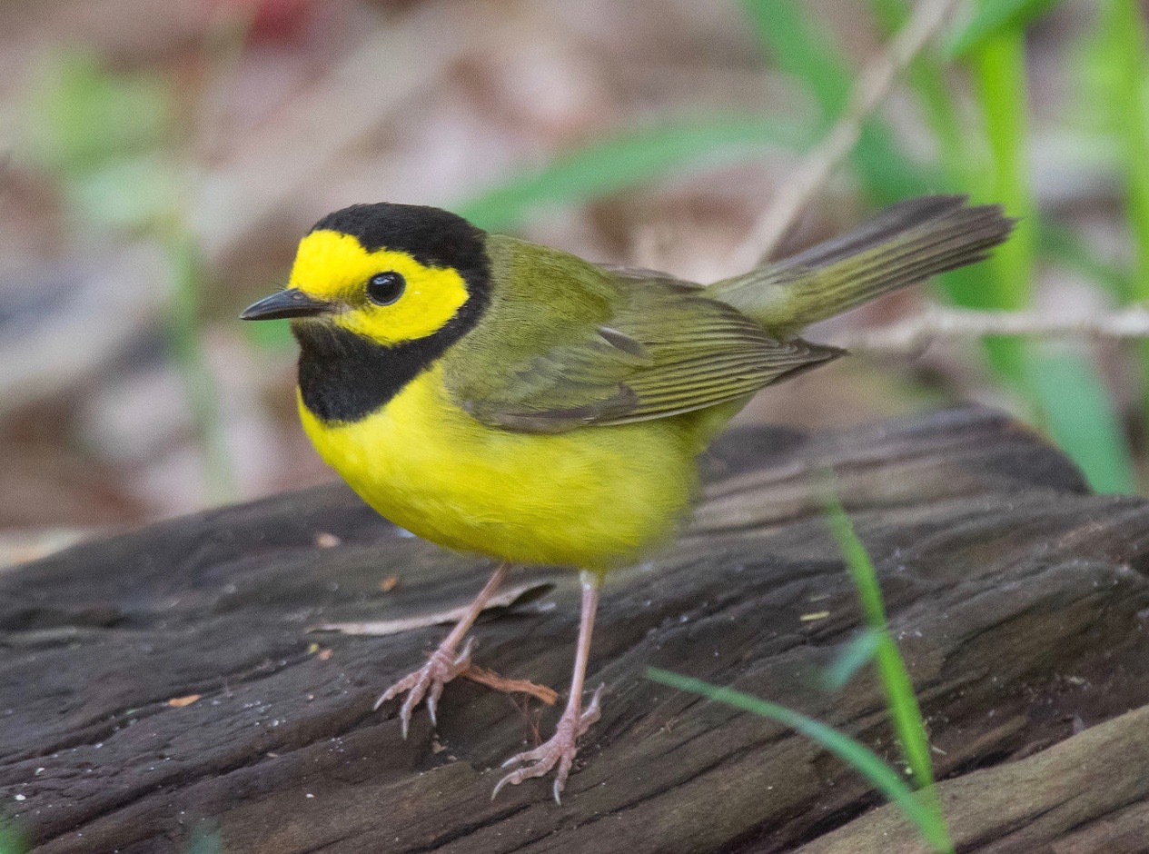 Hooded Warbler