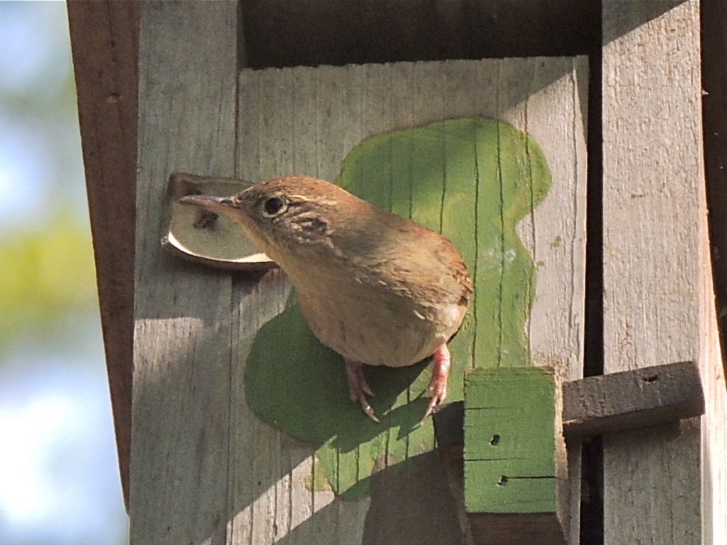 House Wren