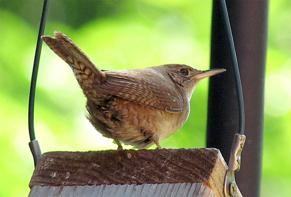 House Wren