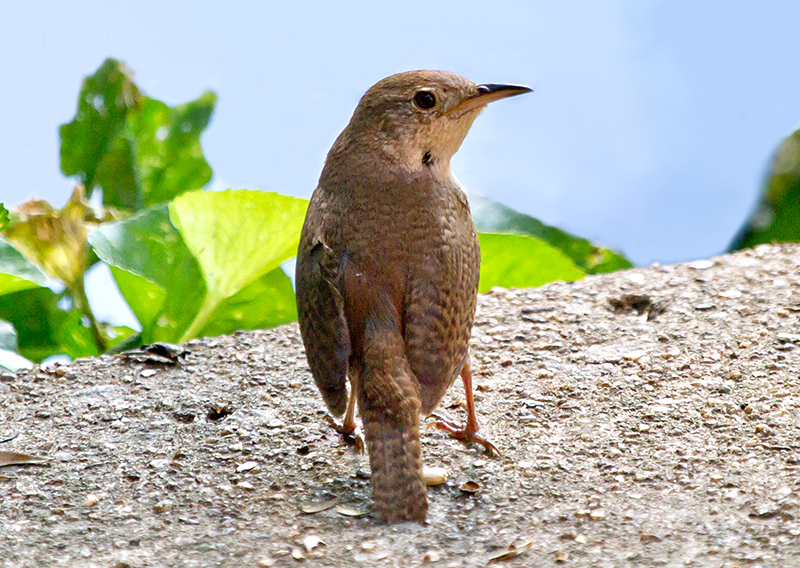 House Wren