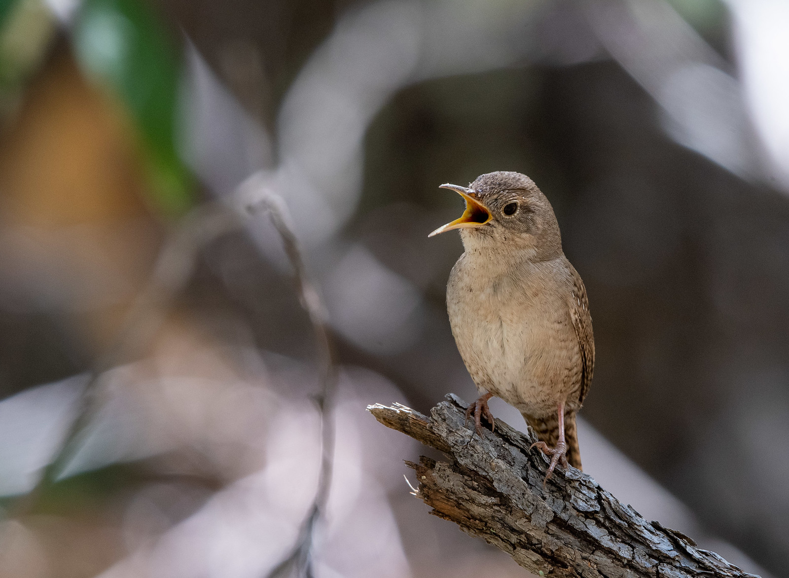 House Wren