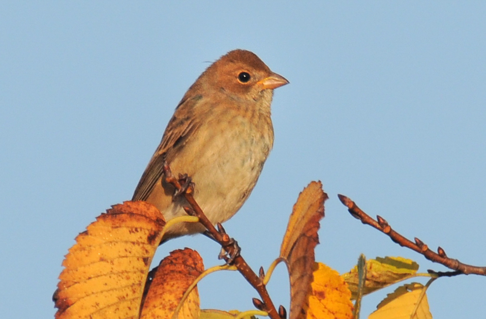 Indigo Bunting Female