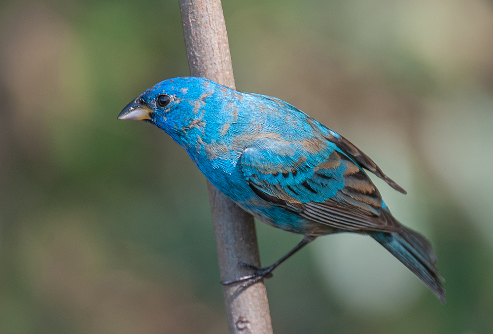 Indigo Bunting Immature Male