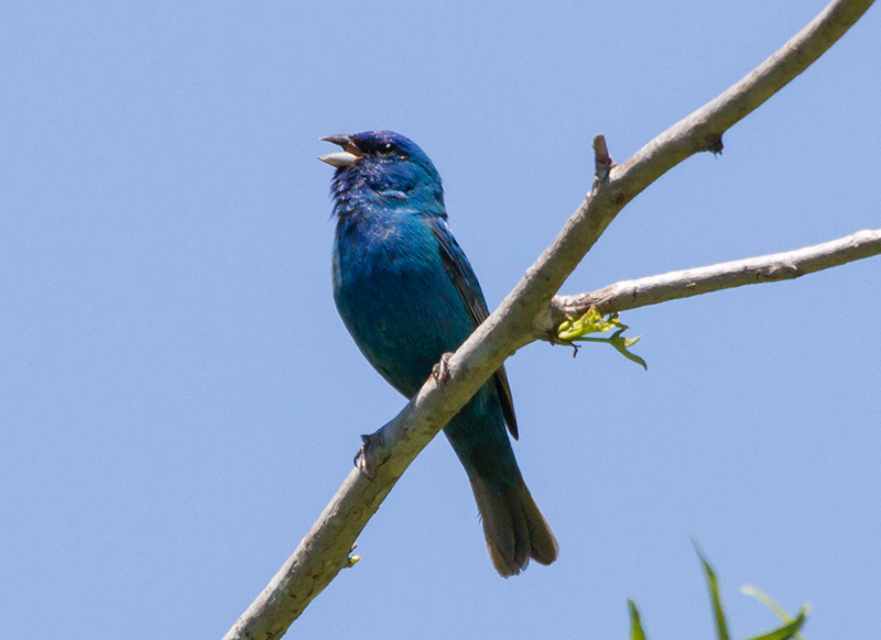 Indigo Bunting Second-year Male