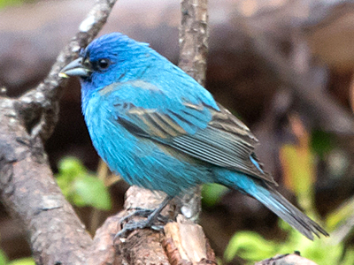 Indigo Bunting