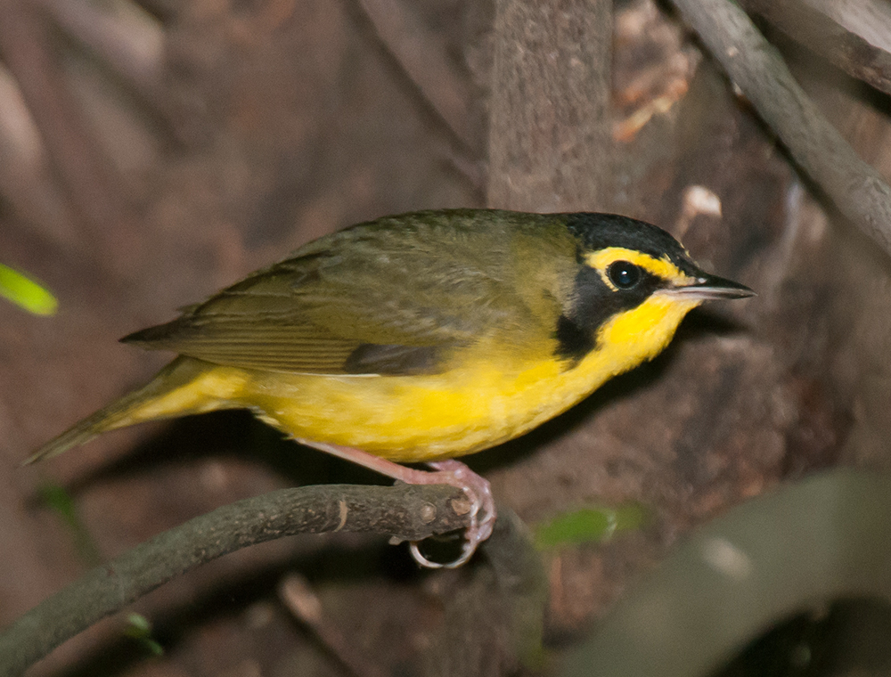 Kentucky Warbler Male