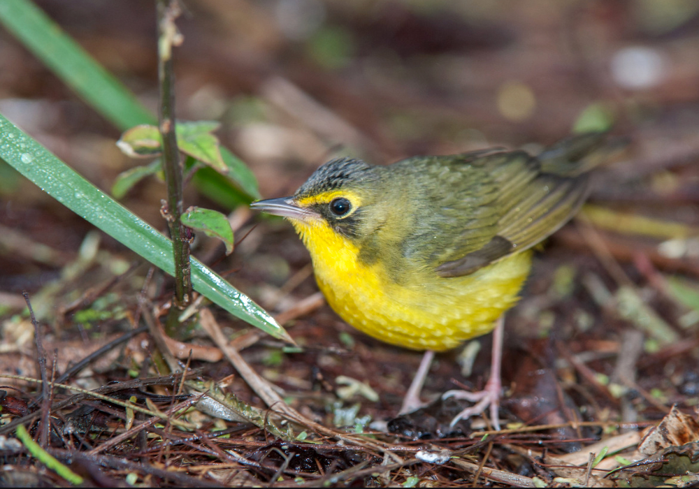 Kentucky Warbler Female