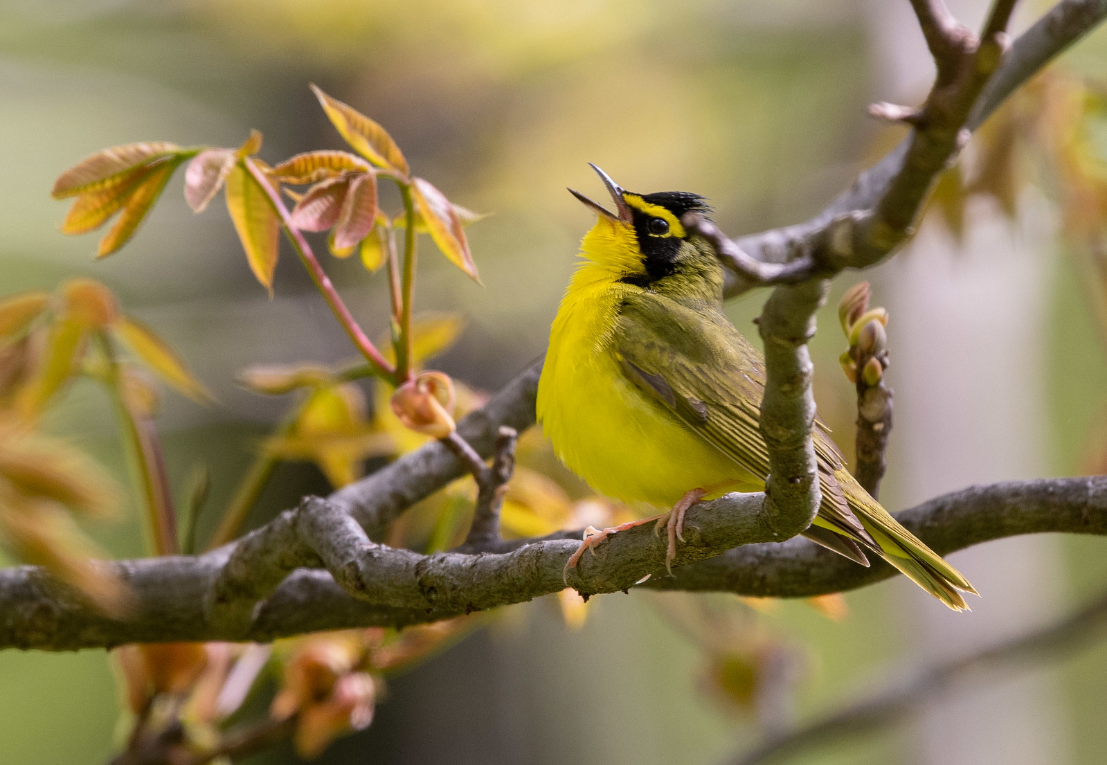 Kentucky Warbler Male