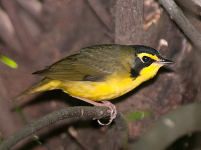 Kentucky Warbler