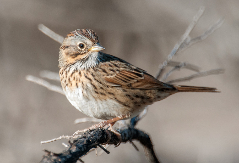 Lincoln's Sparrow