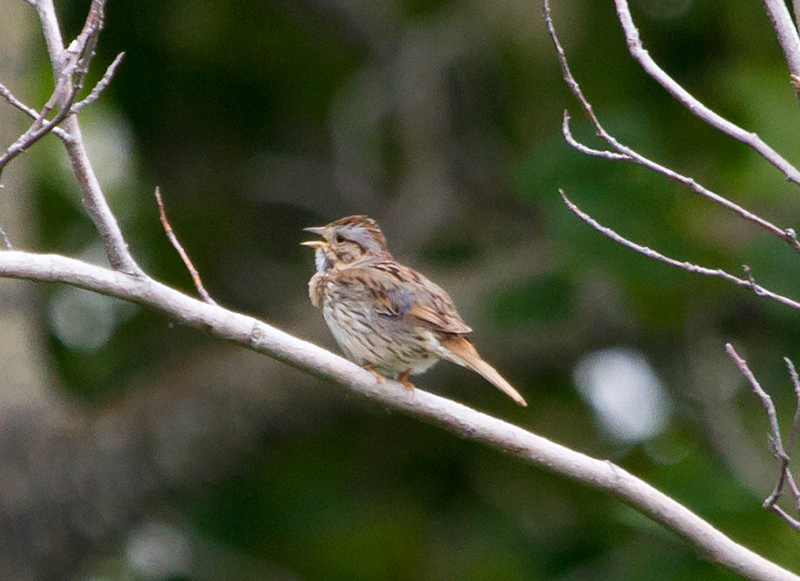 Lincoln's Sparrow