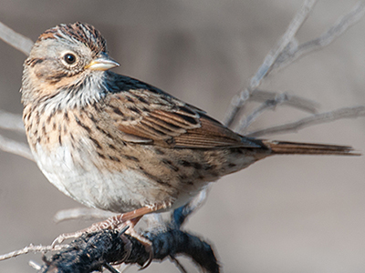 Lincoln's Sparrow