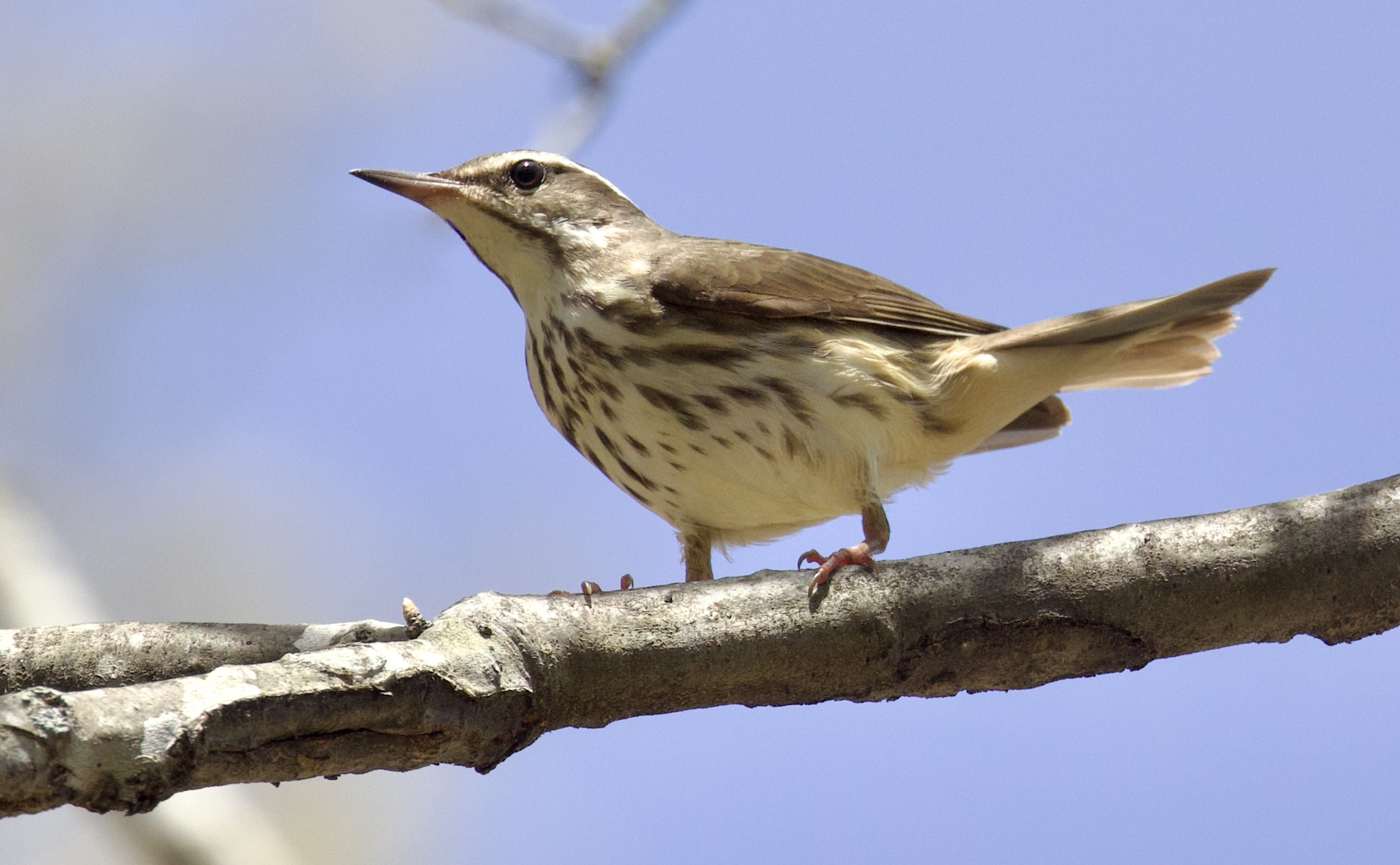 Louisiana Waterthrush