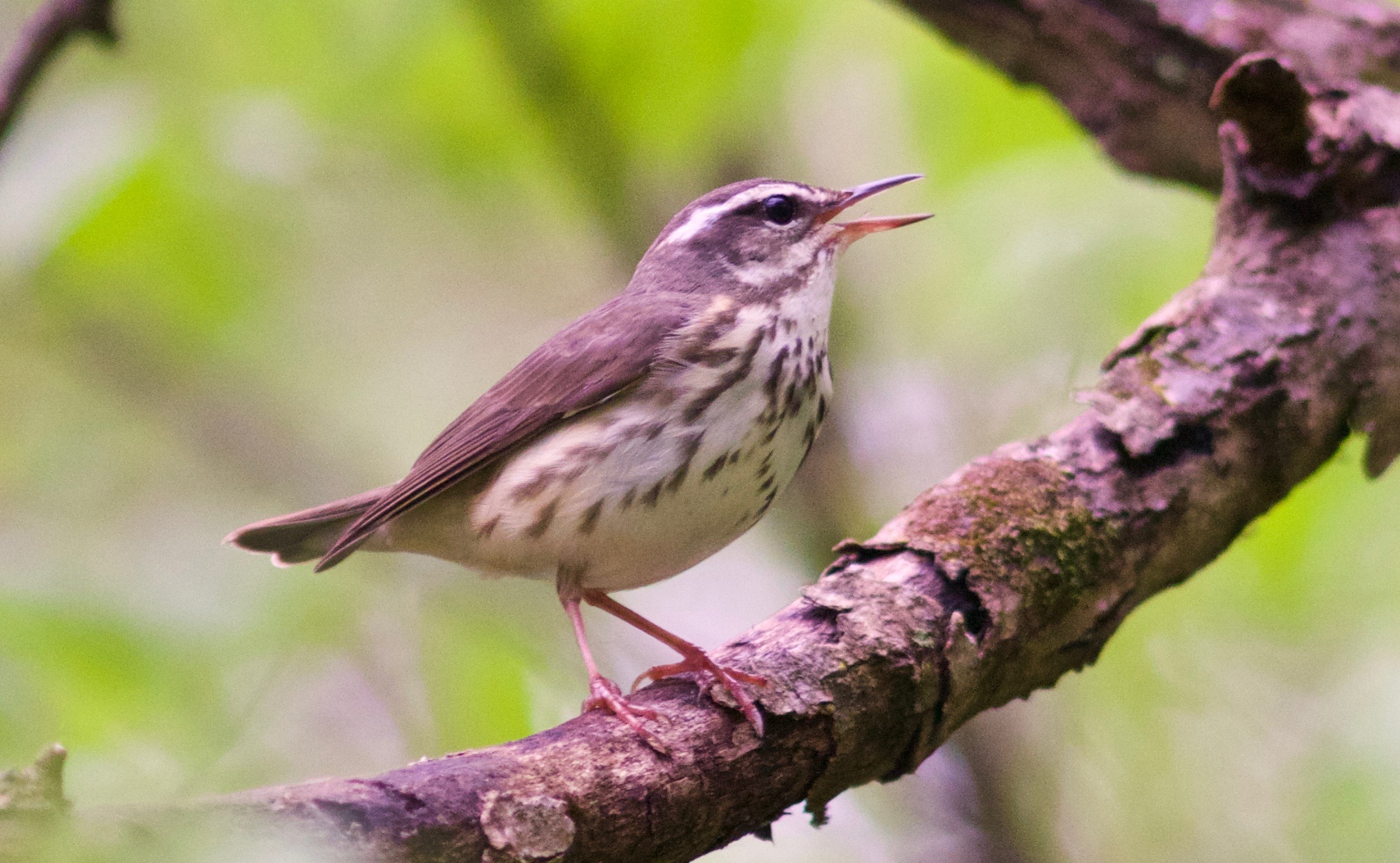 Louisiana Waterthrush