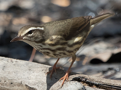 Louisiana Waterthrush