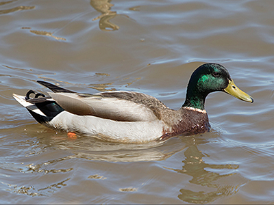 Mallard