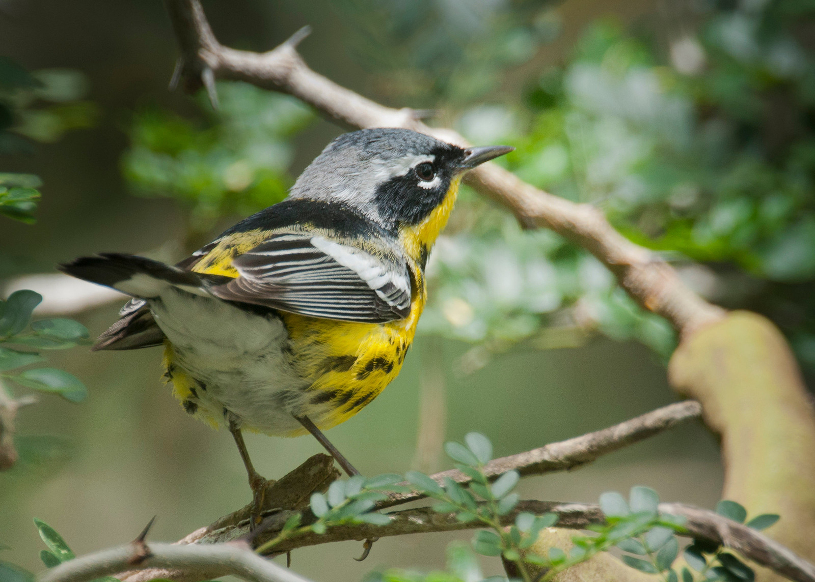 Magnolia Warbler Male