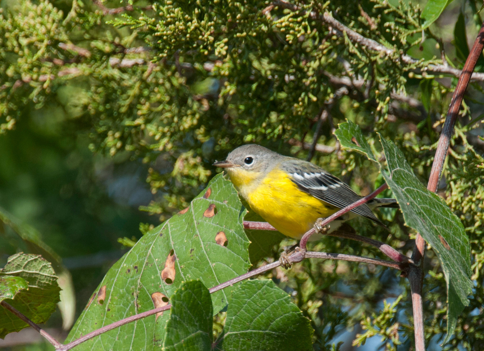 Magnolia Warbler Female