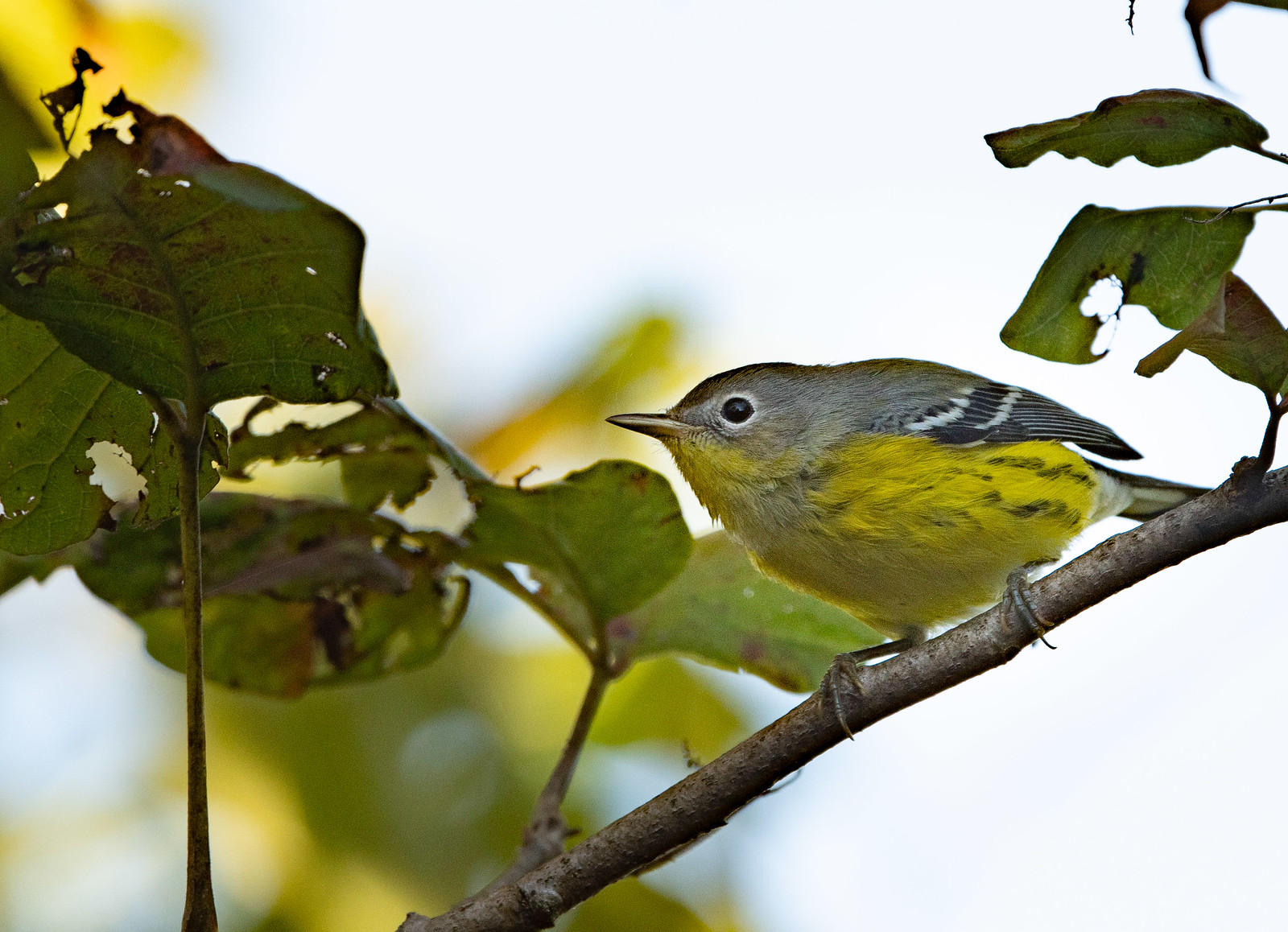 Magnolia Warbler Female