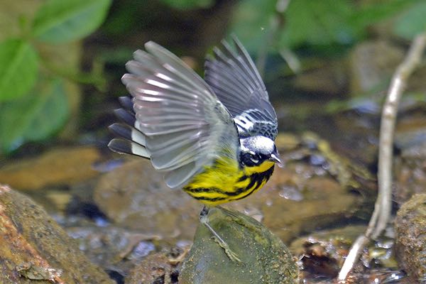 Magnolia Warbler Male