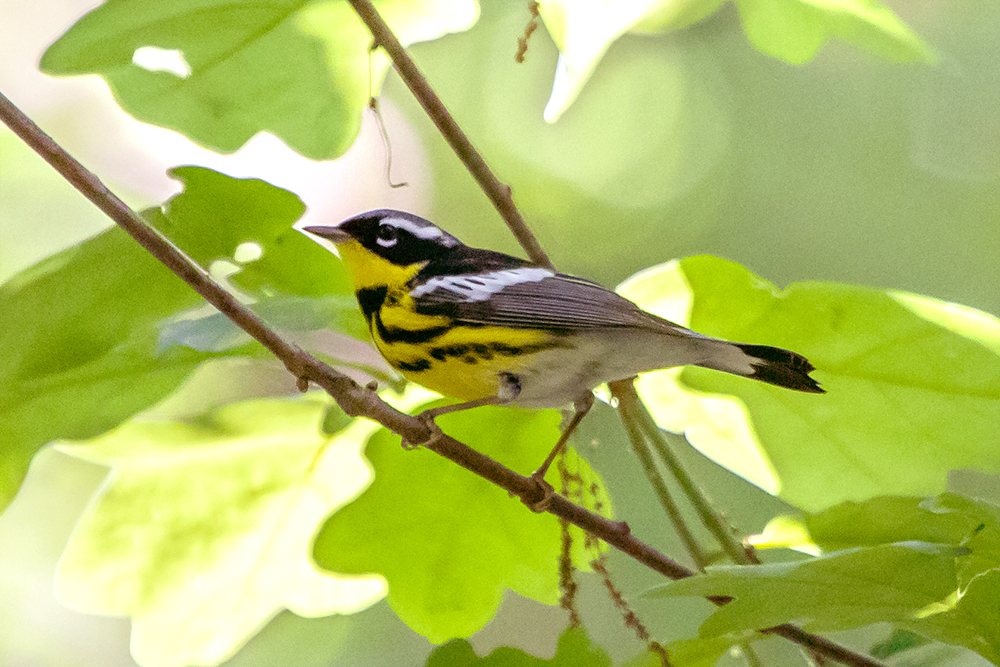 Magnolia Warbler Male