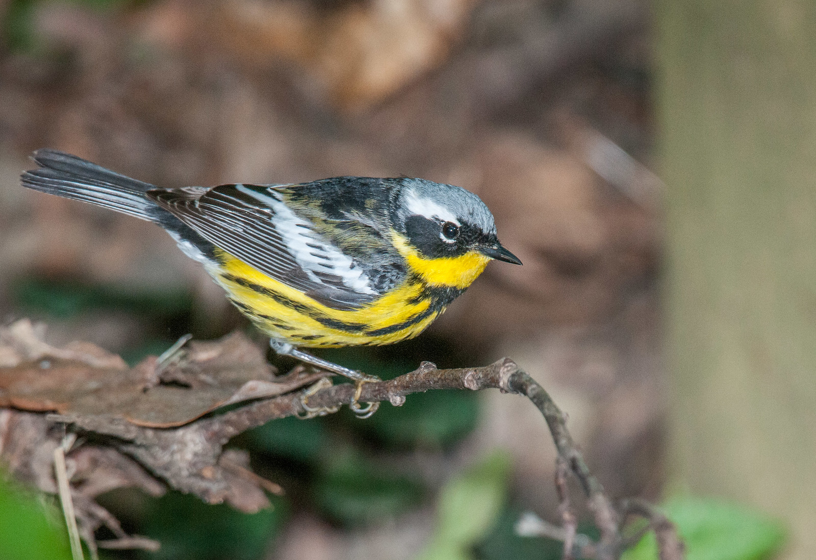 Magnolia Warbler Male