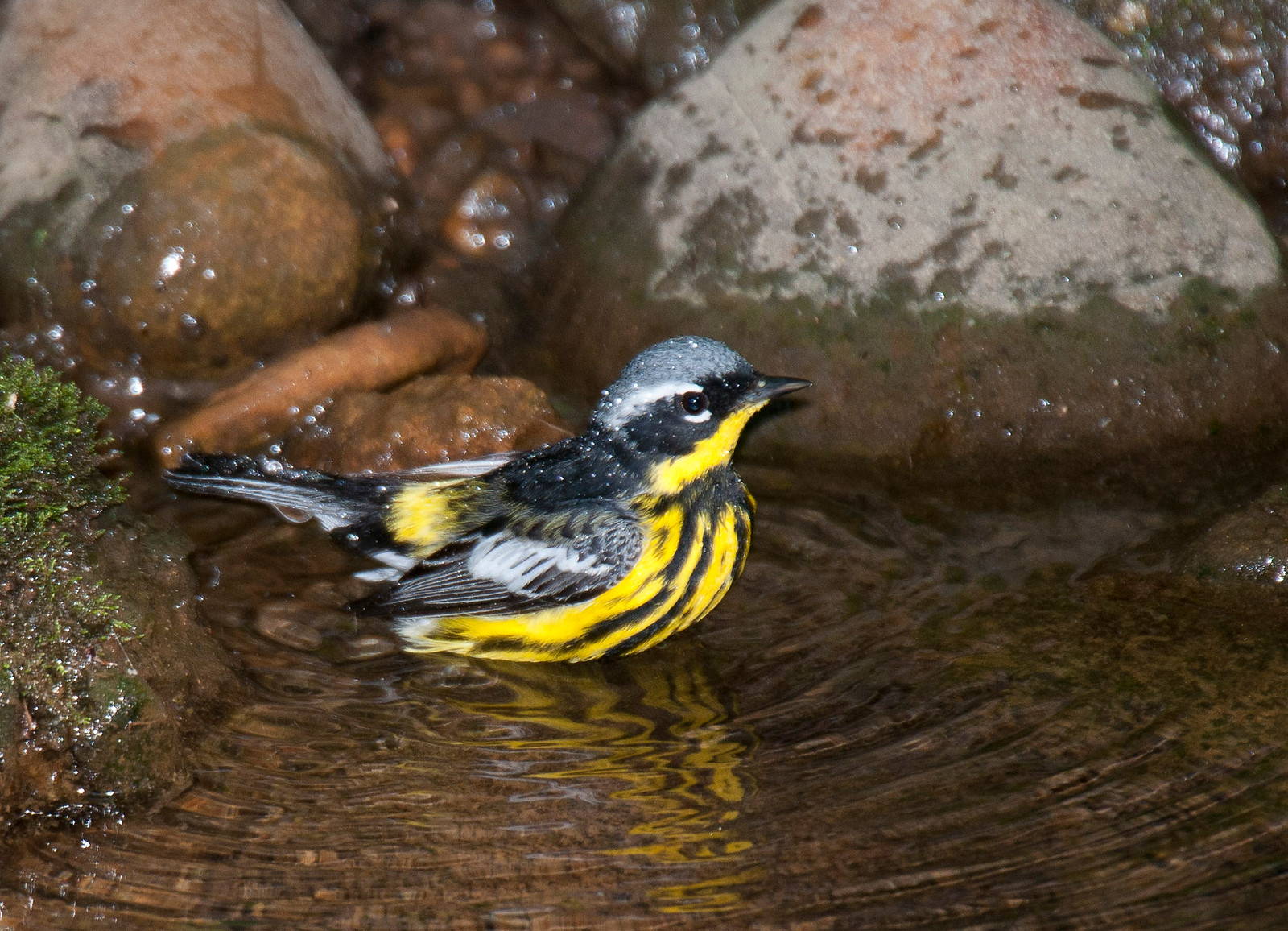 Magnolia Warbler Male