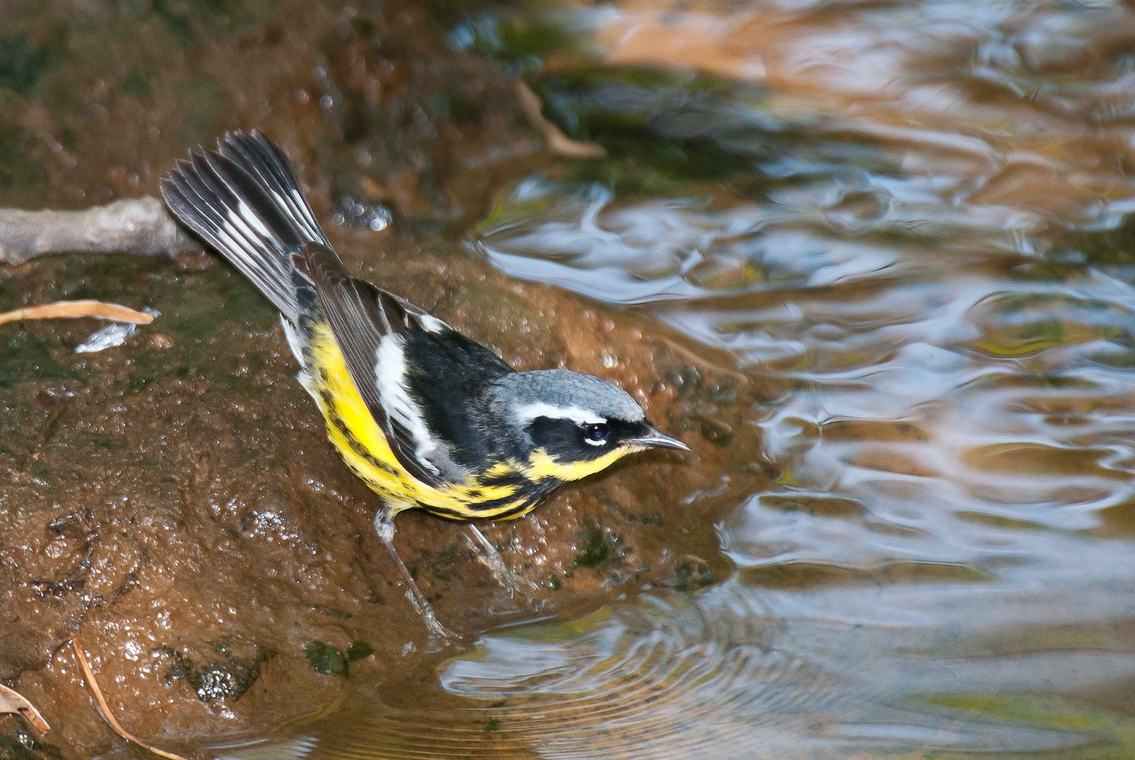 Magnolia Warbler Male