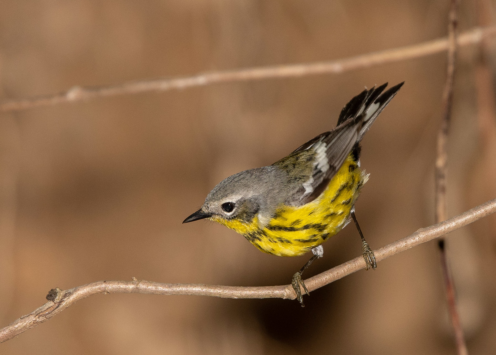 Magnolia Warbler Female