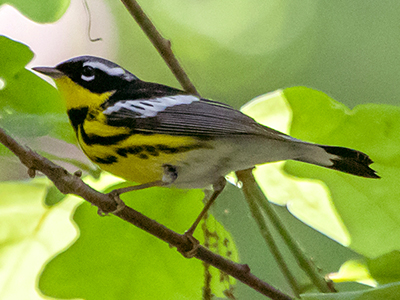 Magnolia Warbler