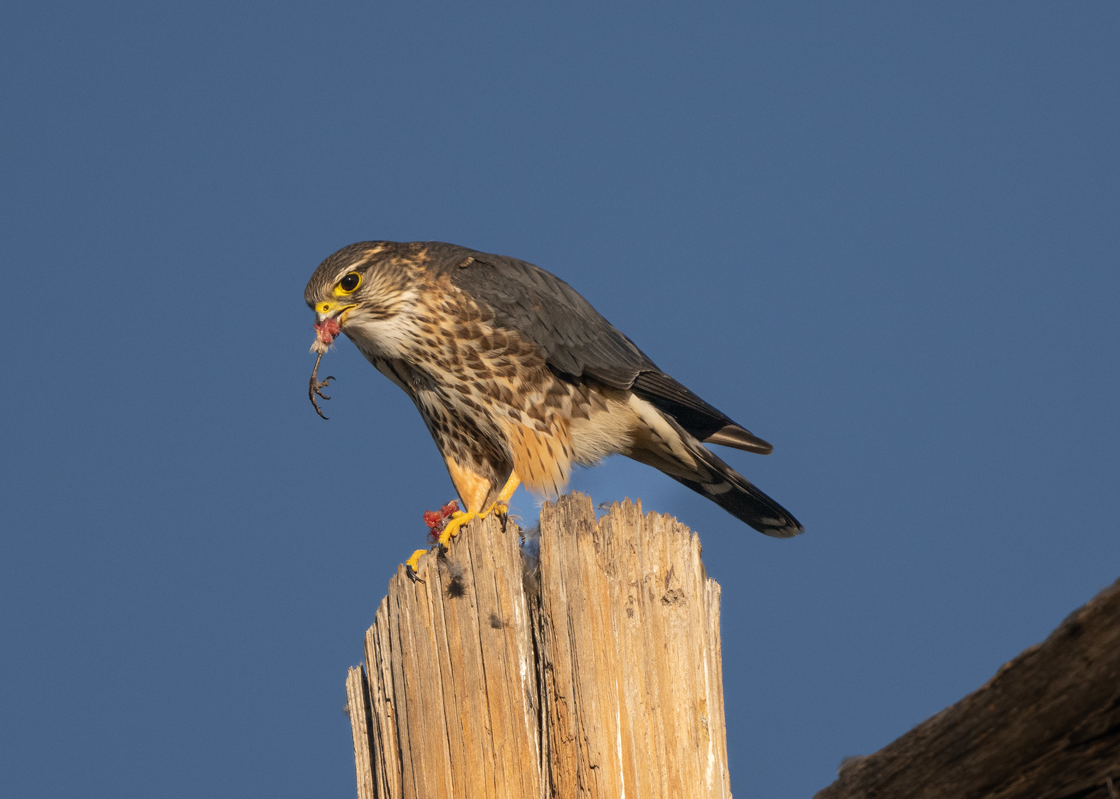 Merlin Male