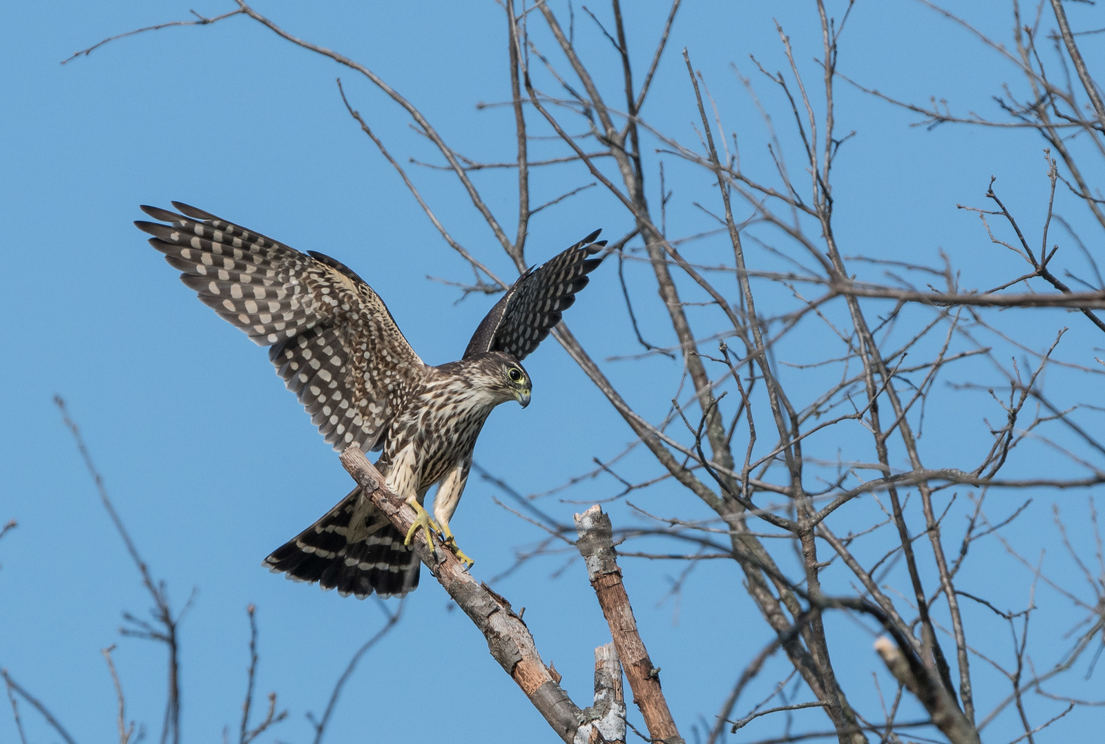 Merlin Male