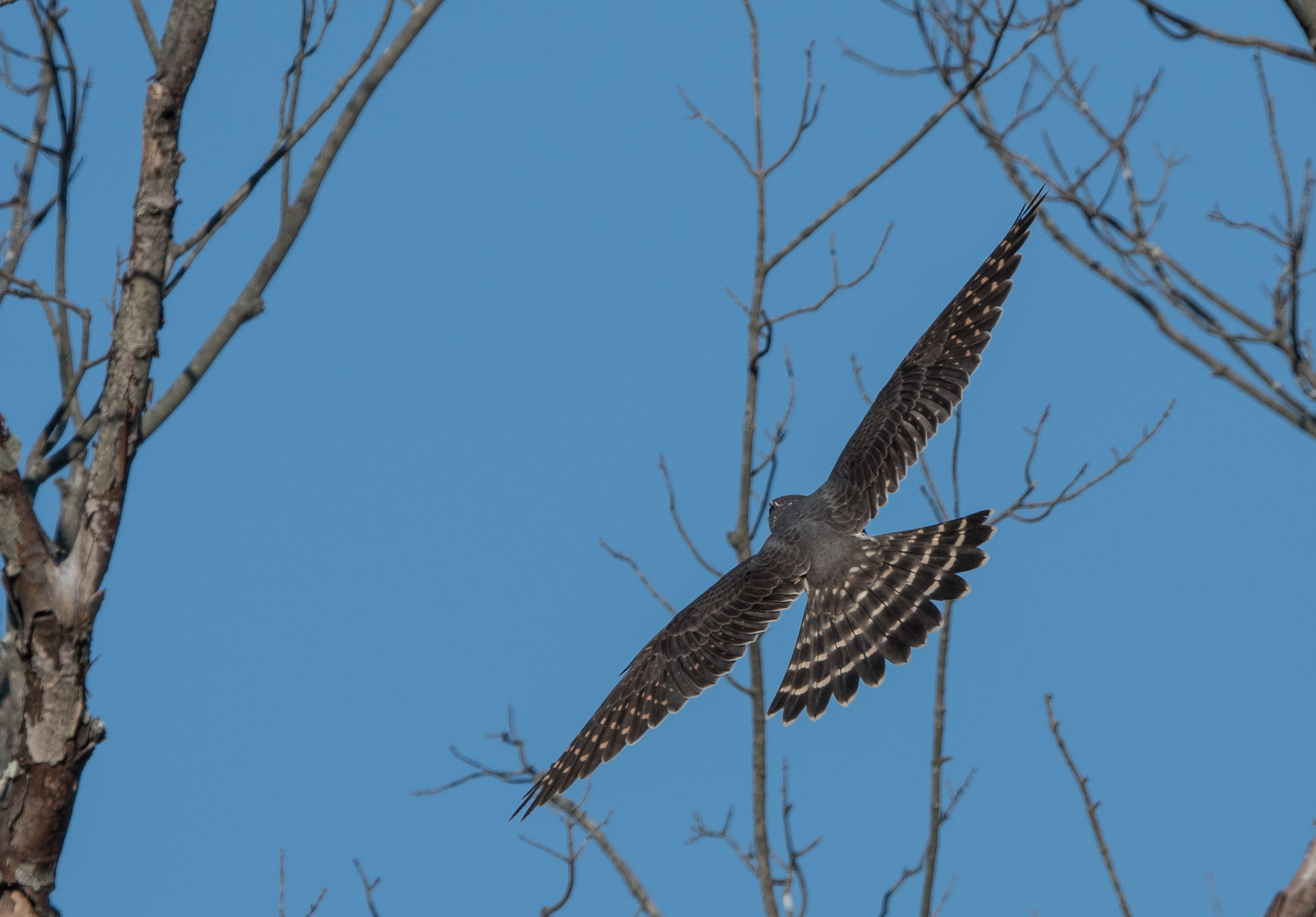 Merlin Male