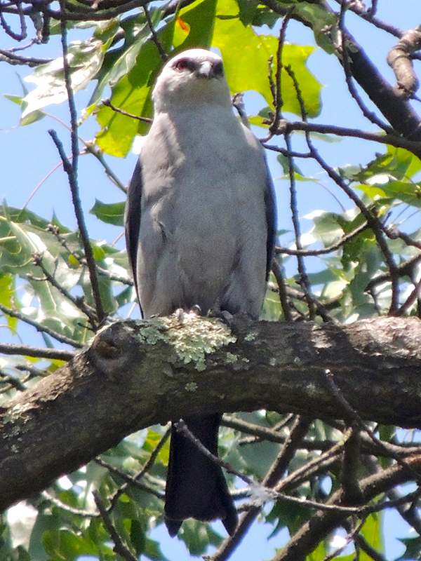 Mississippi Kite Adult Male