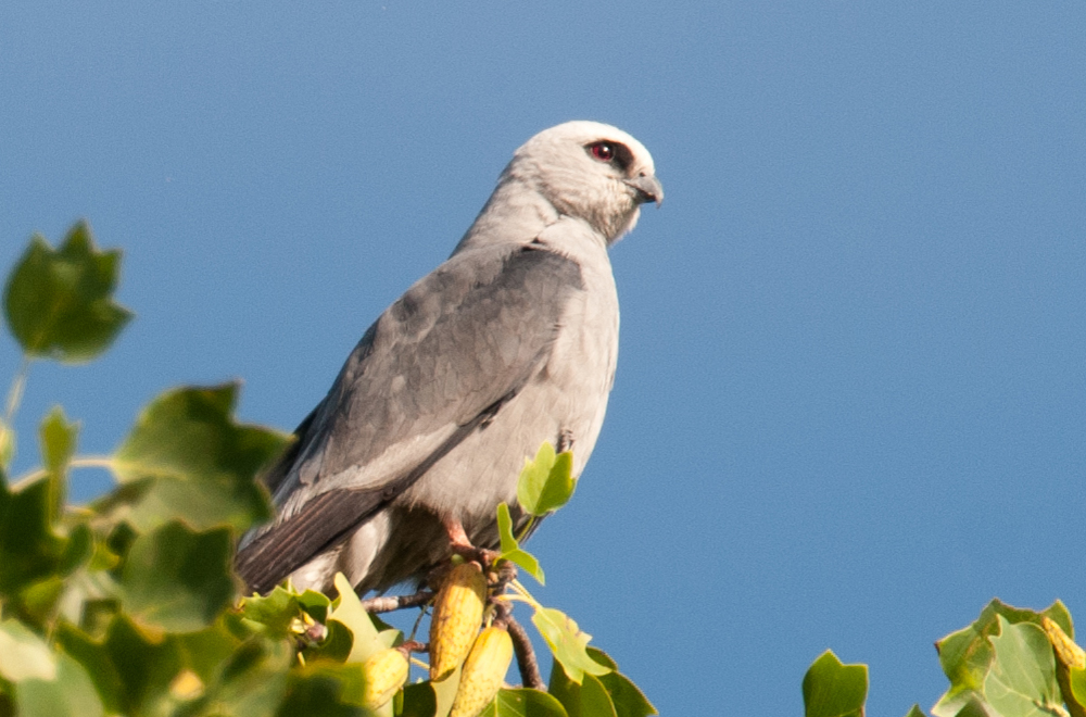 Mississippi Kite Adult Male