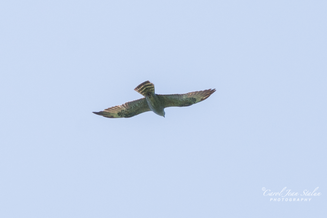 Immature Mississippi Kite