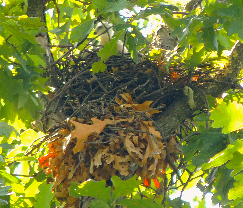 Mississippi Kite Young Nestling