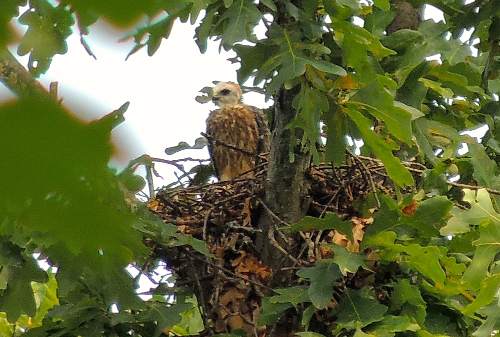 Mississippi Kite Older Nestling