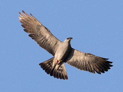 Mississippi Kite