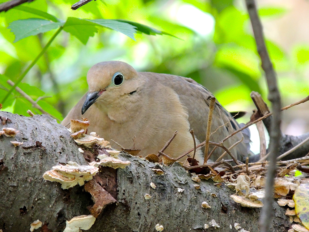 Mourning Dove Female on Nest