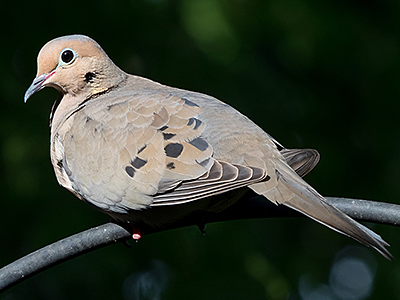 Mourning Dove