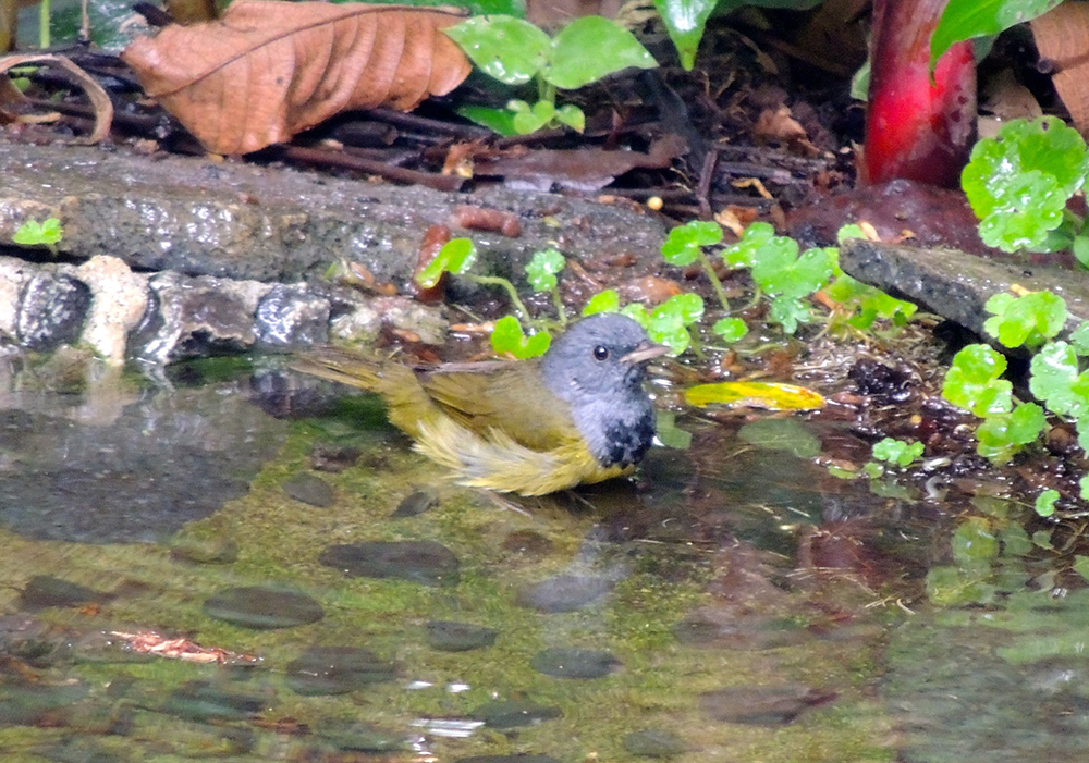 Mourning Warbler Male