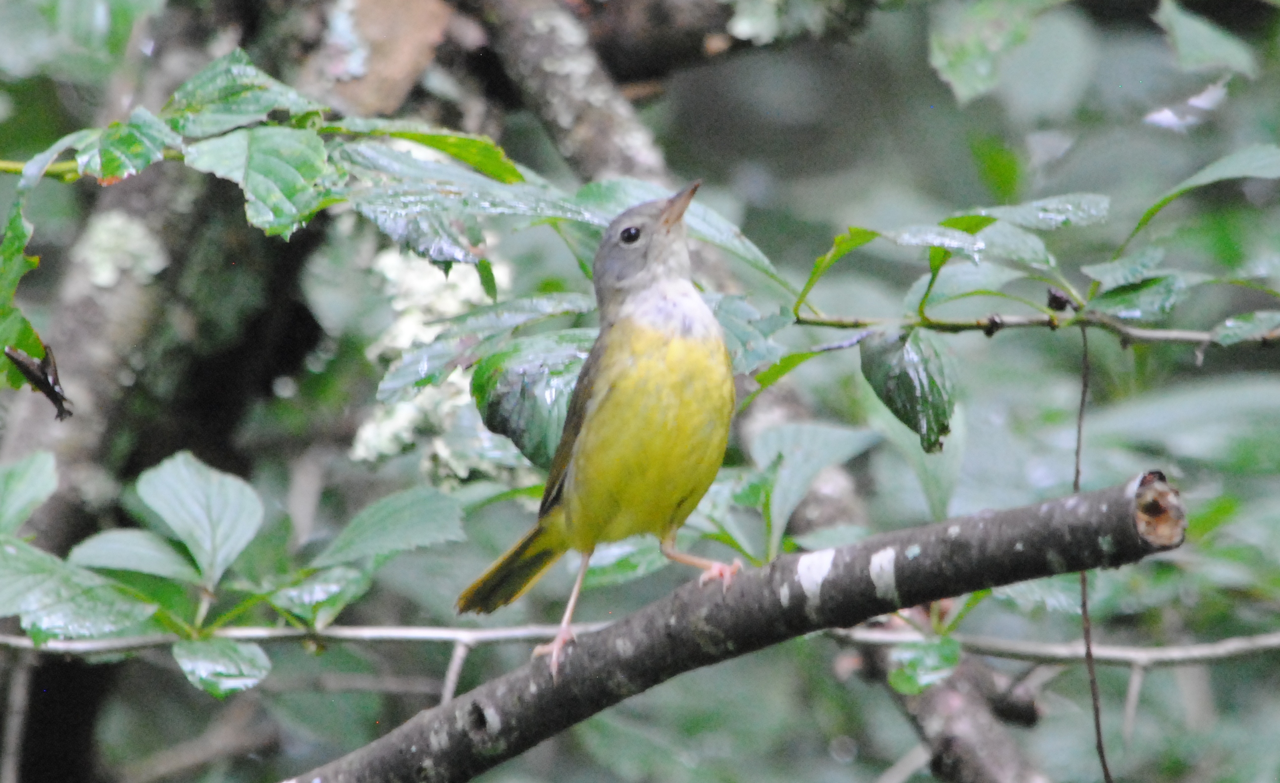 Mourning Warbler Female