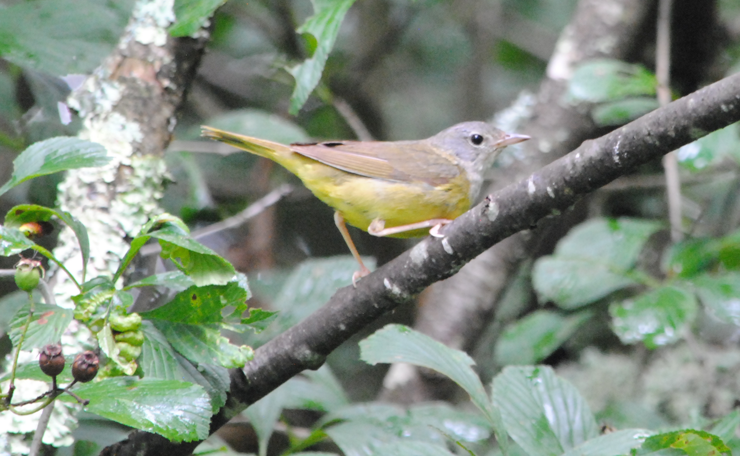 Mourning Warbler Female