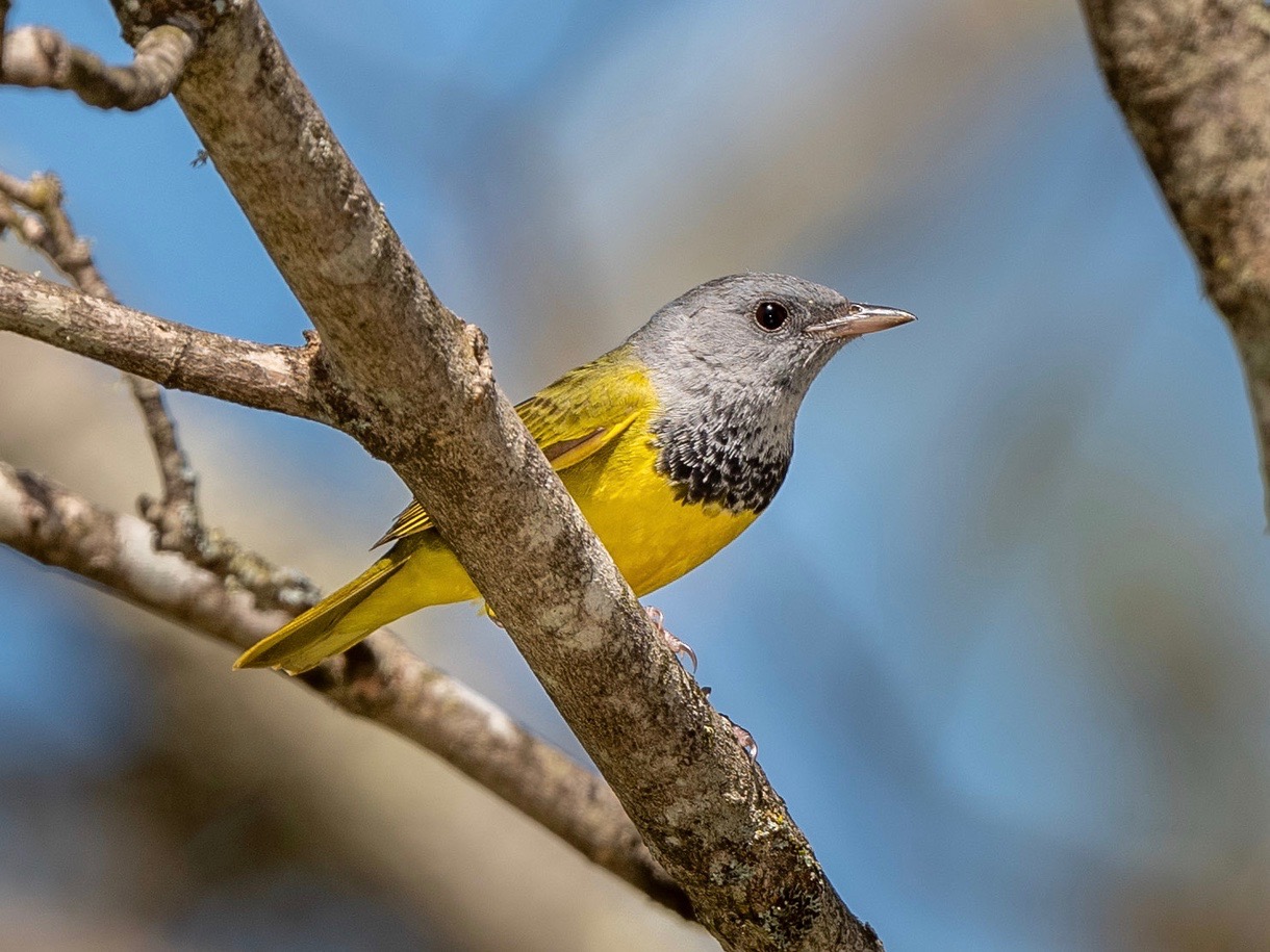 Mourning Warbler