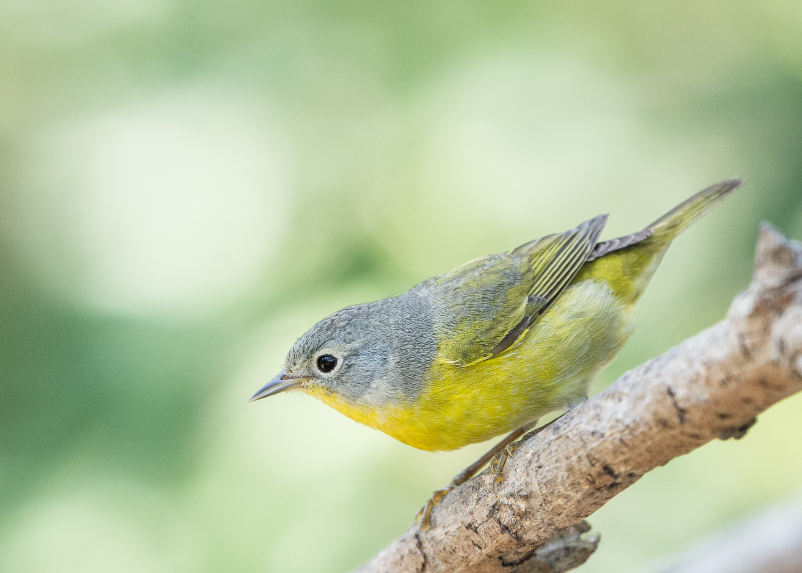 Nashville Warbler Female