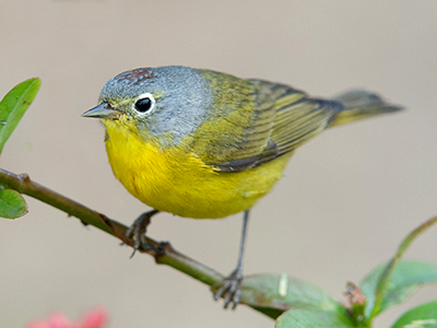 Nashville Warbler